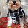 Mike joined the competition — help win amazing prizes! animal, autumn, black_and_white, closeup, cozy, cushion, cute, decor, dog, fluffy, fur, indoor, pet, plaid_shirt, portrait, pumpkin, red, sitting, small_dog, white_wicker_chair