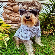 Mike is registered to the contest to win money with this photo: dog, sunglasses, shirt, anchor_pattern, grass, plants, garden, outdoor, pet, canine, fur, portrait, summer, cute, fashion, accessory, greenery, decor, nature, animal