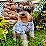 dog, sunglasses, shirt, anchor_pattern, grass, plants, garden, outdoor, pet, canine, fur, portrait, summer, cute, fashion, accessory, greenery, decor, nature, animal