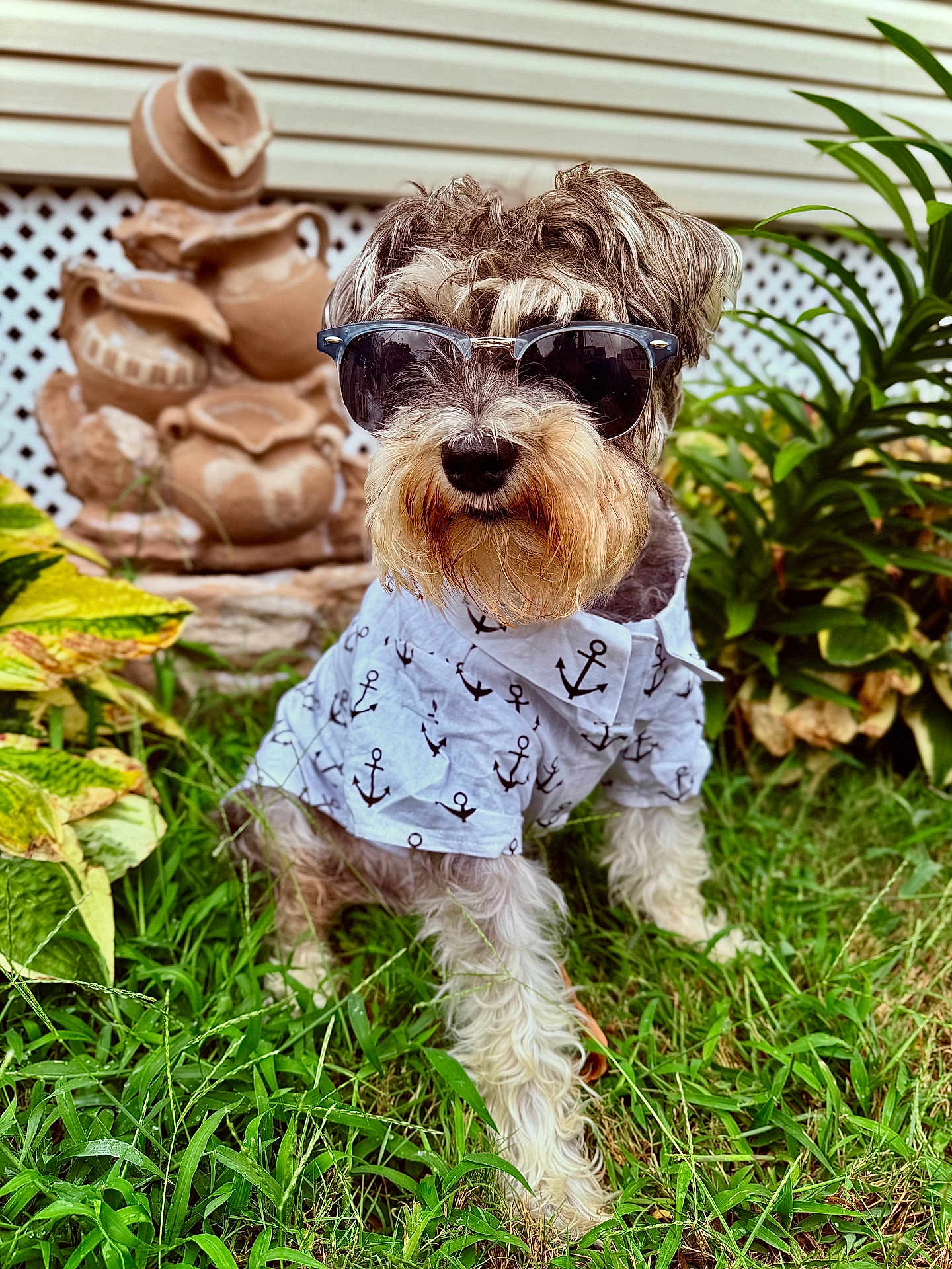 Mike is registered to the contest to win money with this photo: dog, sunglasses, shirt, anchor_pattern, grass, plants, garden, outdoor, pet, canine, fur, portrait, summer, cute, fashion, accessory, greenery, decor, nature, animal