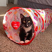 Griffith joined the competition — help win amazing prizes! be_mine, bed, black_and_white, carpet, cat, cozy, heart, indoor, kitten, patterned_fabric, paws, pet, playful, portrait, sunlight, toy_tunnel, tuxedo_cat, valentine, whiskers, yellow_eyes