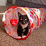 be_mine, bed, black_and_white, carpet, cat, cozy, heart, indoor, kitten, patterned_fabric, paws, pet, playful, portrait, sunlight, toy_tunnel, tuxedo_cat, valentine, whiskers, yellow_eyes