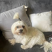 Rocky is registered to the contest to win money with this photo: dog, white_dog, small_dog, fluffy, long_hair, topknot, couch, gray_couch, pillows, gray_pillow, white_pillow, indoor, pet, cute, curious, sitting, fur, companion, domestic_animal, relaxing