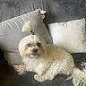 dog, white_dog, small_dog, fluffy, long_hair, topknot, couch, gray_couch, pillows, gray_pillow, white_pillow, indoor, pet, cute, curious, sitting, fur, companion, domestic_animal, relaxing