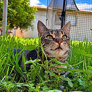 Shadow joined the competition — help win amazing prizes! cat, tabby_cat, grass, plants, garden, outdoor, nature, greenery, sky, clouds, house, net, pet, animal, fur, whiskers, eyes, closeup, sunlight, relaxing