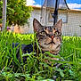 cat, tabby_cat, grass, plants, garden, outdoor, nature, greenery, sky, clouds, house, net, pet, animal, fur, whiskers, eyes, closeup, sunlight, relaxing