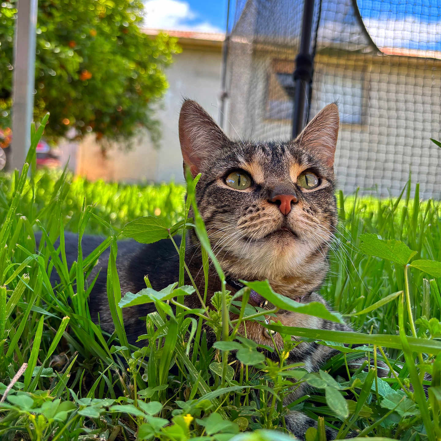 Shadow joined the competition — help win amazing prizes! animal, cat, closeup, clouds, eyes, fur, garden, grass, greenery, house, nature, net, outdoor, pet, plants, relaxing, sky, sunlight, tabby_cat, whiskers