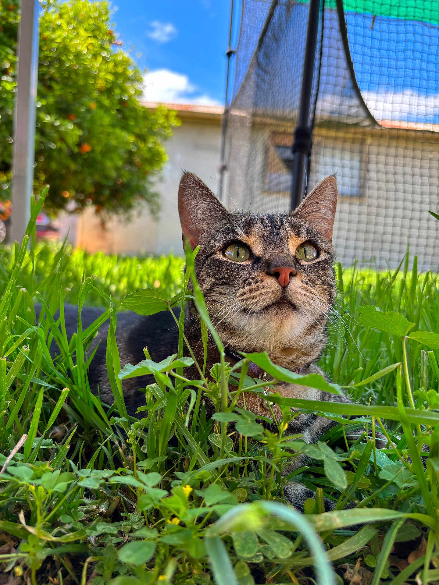 Shadow joined the competition — help win amazing prizes! cat, tabby_cat, grass, plants, garden, outdoor, nature, greenery, sky, clouds, house, net, pet, animal, fur, whiskers, eyes, closeup, sunlight, relaxing