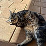 Shadow joined the competition — help win amazing prizes! animal, brick_floor, cat, closeup, cute, domestic_cat, feline, fur, laying, mammal, outdoor, paws, pet, playful, relaxed, shadow, striped, sunlight, tabby, whiskers