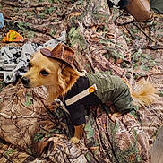 Charlie Bear Miller joined the competition — help win amazing prizes! dog, small_dog, pet_clothing, cowboy_hat, camouflage, blanket, plush_toy, cow_toy, handbag, bedroom, indoor, fur, cute, animal, domestic_animal, brown, green, fabric, floor, curious