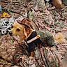 dog, small_dog, pet_clothing, cowboy_hat, camouflage, blanket, plush_toy, cow_toy, handbag, bedroom, indoor, fur, cute, animal, domestic_animal, brown, green, fabric, floor, curious
