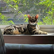 Oliver is registered to the contest to win money with this photo: animal, cat, chair, collar, daylight, feline, fur, greenery, indoor, leather, leaves, nature, pet, resting, shadow, sunlight, tabby_cat, tag, window, windowsill