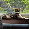 animal, cat, chair, collar, daylight, feline, fur, greenery, indoor, leather, leaves, nature, pet, resting, shadow, sunlight, tabby_cat, tag, window, windowsill