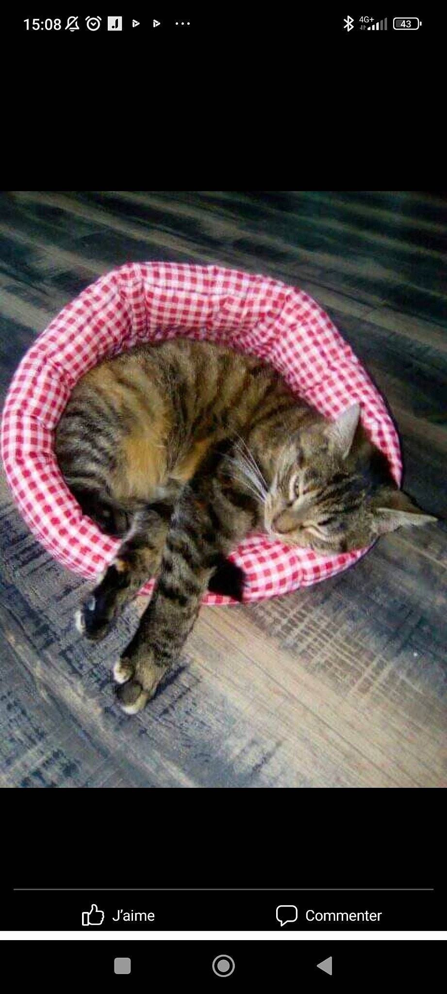 Chipie a rejoint le concours — aidez-le/la à gagner de superbes lots ! carnivore, cat, claw, comfort, domestic_short_haired_cat, fawn, felidae, fur, grass, nap, pattern, paw, sleep, small_to_medium_sized_cats, snout, tail, terrestrial_animal, tree, whiskers, wildlife