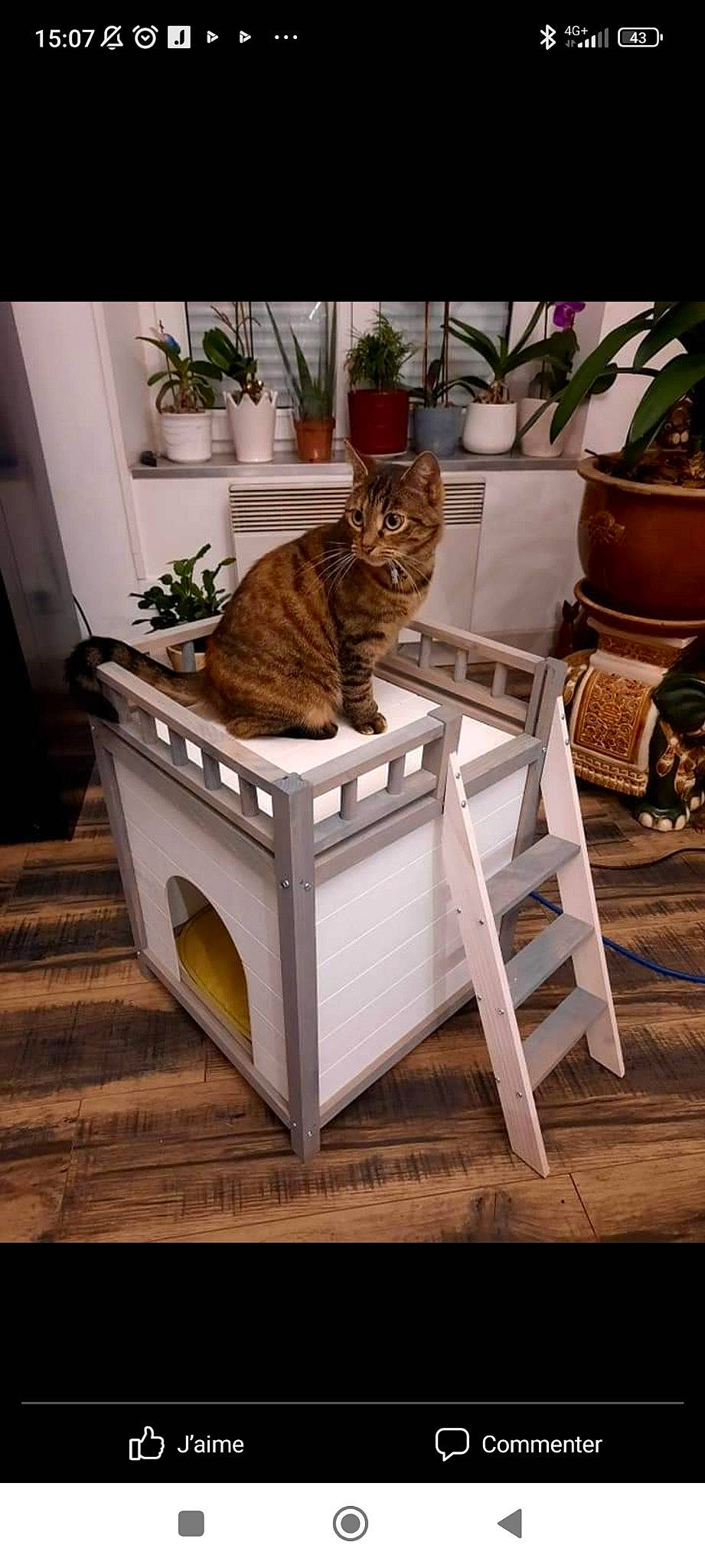 Chipie participe au concours pour gagner de l'argent avec cette photo : carnivore, cat, chair, comfort, fawn, felidae, floor, flooring, flowerpot, hardwood, houseplant, outdoor_furniture, pet_supply, plant, small_to_medium_sized_cats, table, tail, whiskers, window, wood
