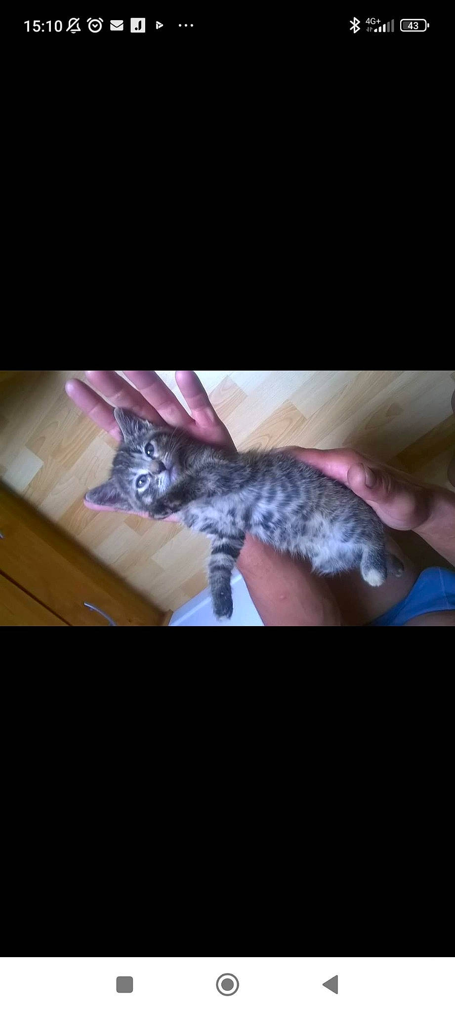 Chipie participe au concours pour gagner de l'argent avec cette photo : carnivore, cat, claw, comfort, darkness, domestic_short_haired_cat, felidae, fur, nail, paw, photo_caption, small_to_medium_sized_cats, tail, terrestrial_animal, whiskers