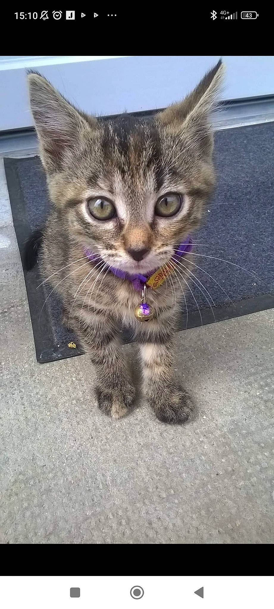 Chipie participe au concours pour gagner de l'argent avec cette photo : asphalt, carnivore, cat, claw, domestic_short_haired_cat, felidae, foot, fur, paw, road_surface, small_to_medium_sized_cats, snout, tail, tar, terrestrial_animal, whiskers
