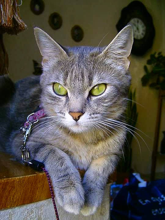 Louloute participe au concours pour gagner de l'argent avec cette photo : carnivore, cat, domestic_short_haired_cat, door, electric_blue, fawn, felidae, flowerpot, fur, houseplant, plant, small_to_medium_sized_cats, snout, tail, terrestrial_animal, whiskers, window