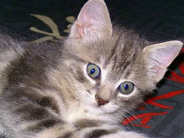 Louloute participe au concours pour gagner de l'argent avec cette photo : carnivore, cat, cat_furniture, claw, domestic_short_haired_cat, eye, fawn, felidae, fur, iris, paw, small_to_medium_sized_cats, snout, terrestrial_animal, whiskers, wildlife, window