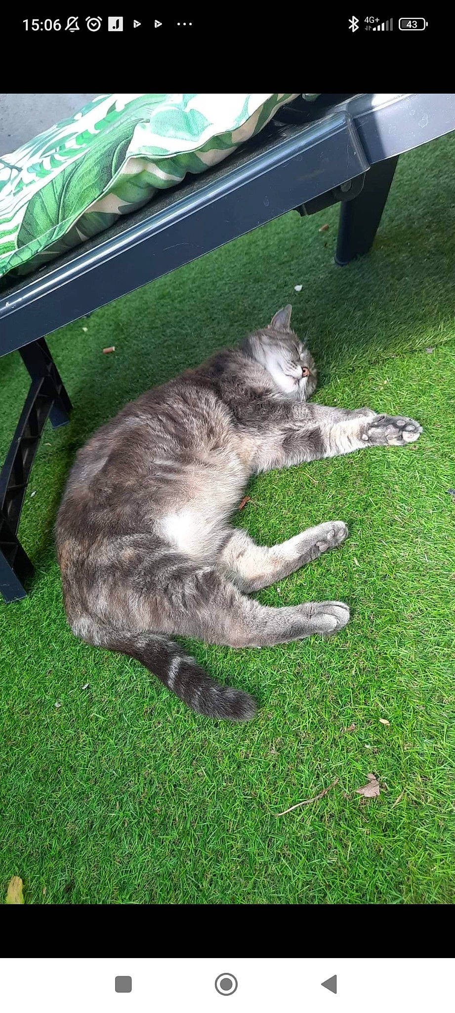 Louloute a rejoint le concours — aidez-le/la à gagner de superbes lots ! automotive_exterior, automotive_tire, carnivore, cat, domestic_short_haired_cat, felidae, fur, grass, groundcover, lawn, outdoor_furniture, plant, small_to_medium_sized_cats, tail, whiskers, windshield