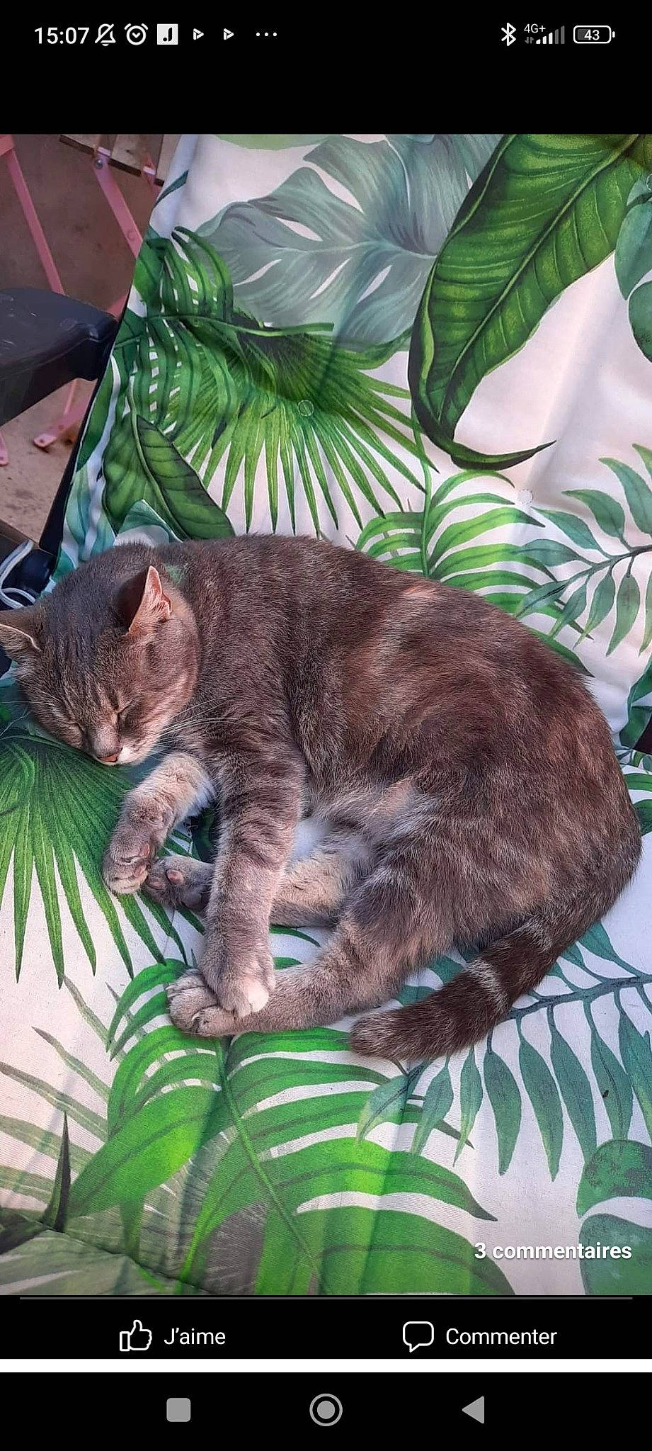 Louloute a rejoint le concours — aidez-le/la à gagner de superbes lots ! carnivore, cat, claw, comfort, domestic_short_haired_cat, fawn, felidae, fur, grass, green, leaf, organism, plant, small_to_medium_sized_cats, snout, tail, terrestrial_animal, tree, whiskers, window