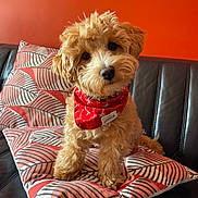 Aloe a rejoint le concours — aidez-le/la à gagner de superbes lots ! dog, puppy, bandana, cushion, orange_wall, curly_fur, pet, indoor, sofa, black_sofa, cute, head_tilt, fur, small_dog, patterned_cushion, red_bandana, adorable, pet_accessory, looking_at_camera, domestic_animal