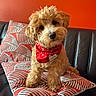 dog, puppy, bandana, cushion, orange_wall, curly_fur, pet, indoor, sofa, black_sofa, cute, head_tilt, fur, small_dog, patterned_cushion, red_bandana, adorable, pet_accessory, looking_at_camera, domestic_animal