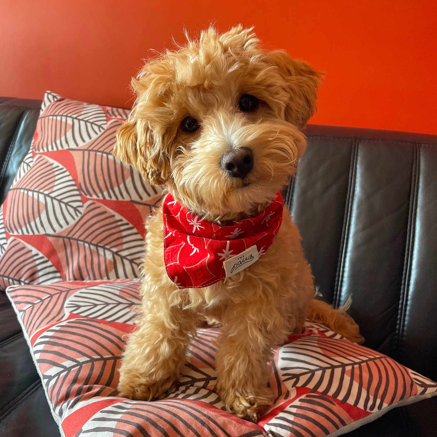 Aloe a rejoint le concours — aidez-le/la à gagner de superbes lots ! dog, puppy, bandana, cushion, orange_wall, curly_fur, pet, indoor, sofa, black_sofa, cute, head_tilt, fur, small_dog, patterned_cushion, red_bandana, adorable, pet_accessory, looking_at_camera, domestic_animal