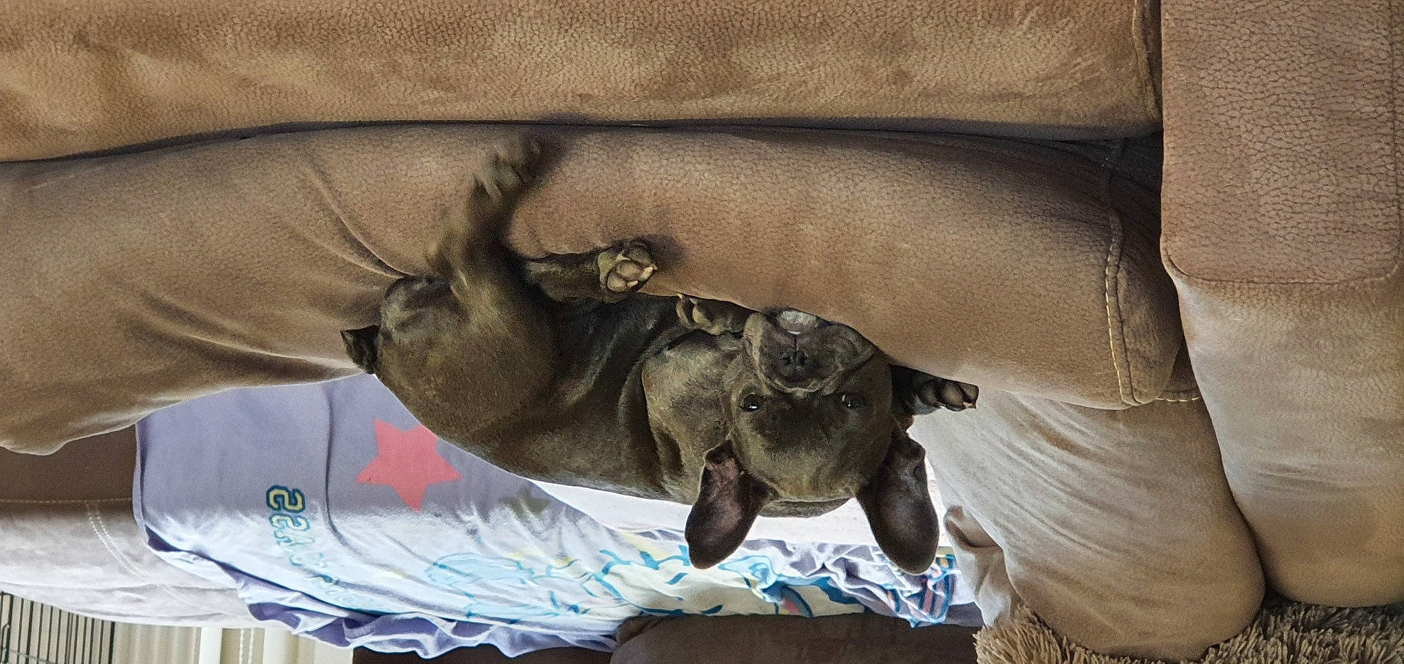 Silver participe au concours pour gagner de l'argent avec cette photo : bat, canidae, claw, comfort, dog_breed, elbow, fawn, fur, gesture, glasses, linens, mammal, sleeve, snout, sporting_group, tree, vertebrate, wildlife, wood, wrinkle