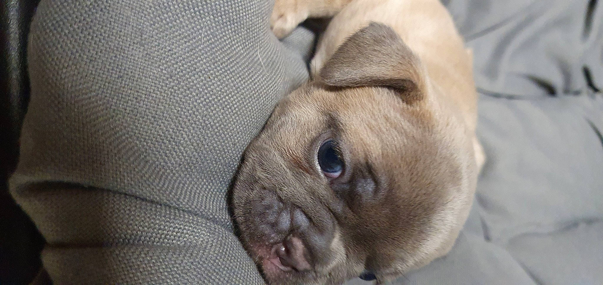 Sirius a rejoint le concours — aidez-le/la à gagner de superbes lots ! bulldog, canidae, carnivore, close_up, comfort, companion_dog, dog, dog_breed, ear, fawn, fur, liver, snout, sporting_group, terrestrial_animal, toy_dog, whiskers, wildlife, working_animal, wrinkle