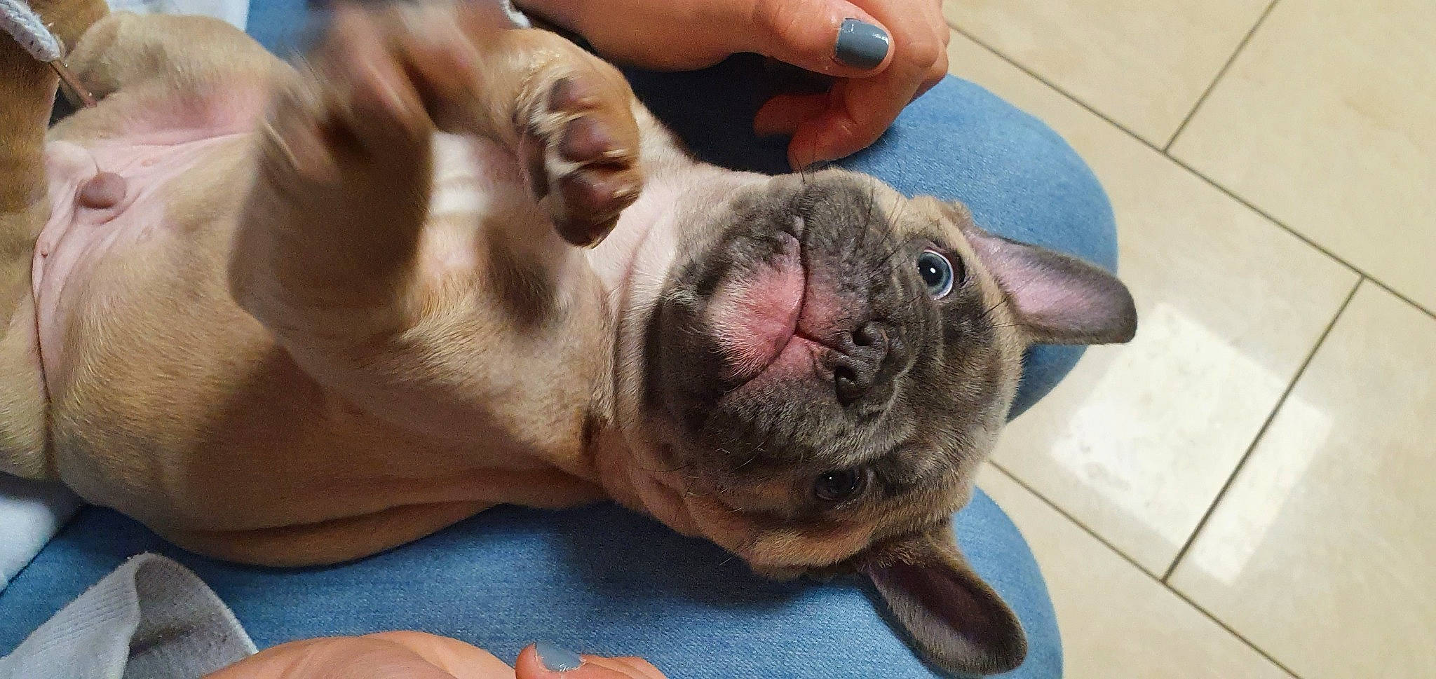 Sirius participe au concours pour gagner de l'argent avec cette photo : blue, bulldog, canidae, carnivore, comfort, companion_dog, dog, dog_breed, ear, fawn, foot, liver, nail, snout, sporting_group, terrestrial_animal, thumb, whiskers, working_animal, wrinkle