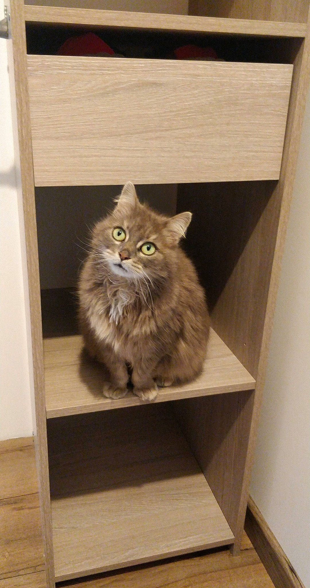 Naia participe au concours pour gagner de l'argent avec cette photo : art, box, british_longhair, carnivore, cat, domestic_short_haired_cat, fawn, felidae, flooring, fur, grey, hardwood, maine_coon, room, shelf, small_to_medium_sized_cats, snout, tail, whiskers, wood