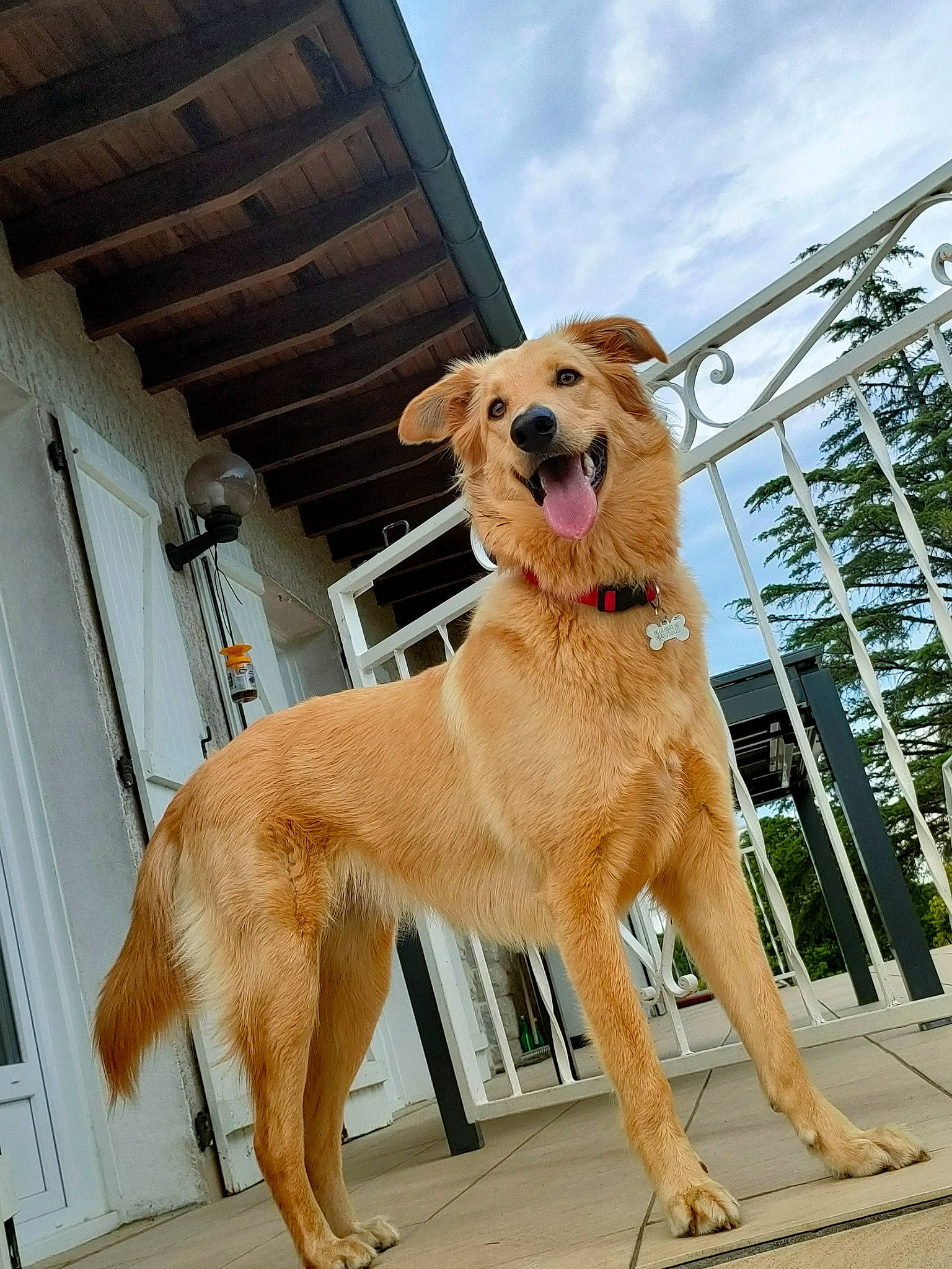 Choubaka a rejoint le concours — aidez-le/la à gagner de superbes lots ! ancient_dog_breeds, canidae, carnivore, cloud, collar, companion_dog, dog, dog_breed, dog_collar, dog_supply, fawn, paw, pet_supply, sky, snout, sporting_group, tail, tree, working_animal, working_dog