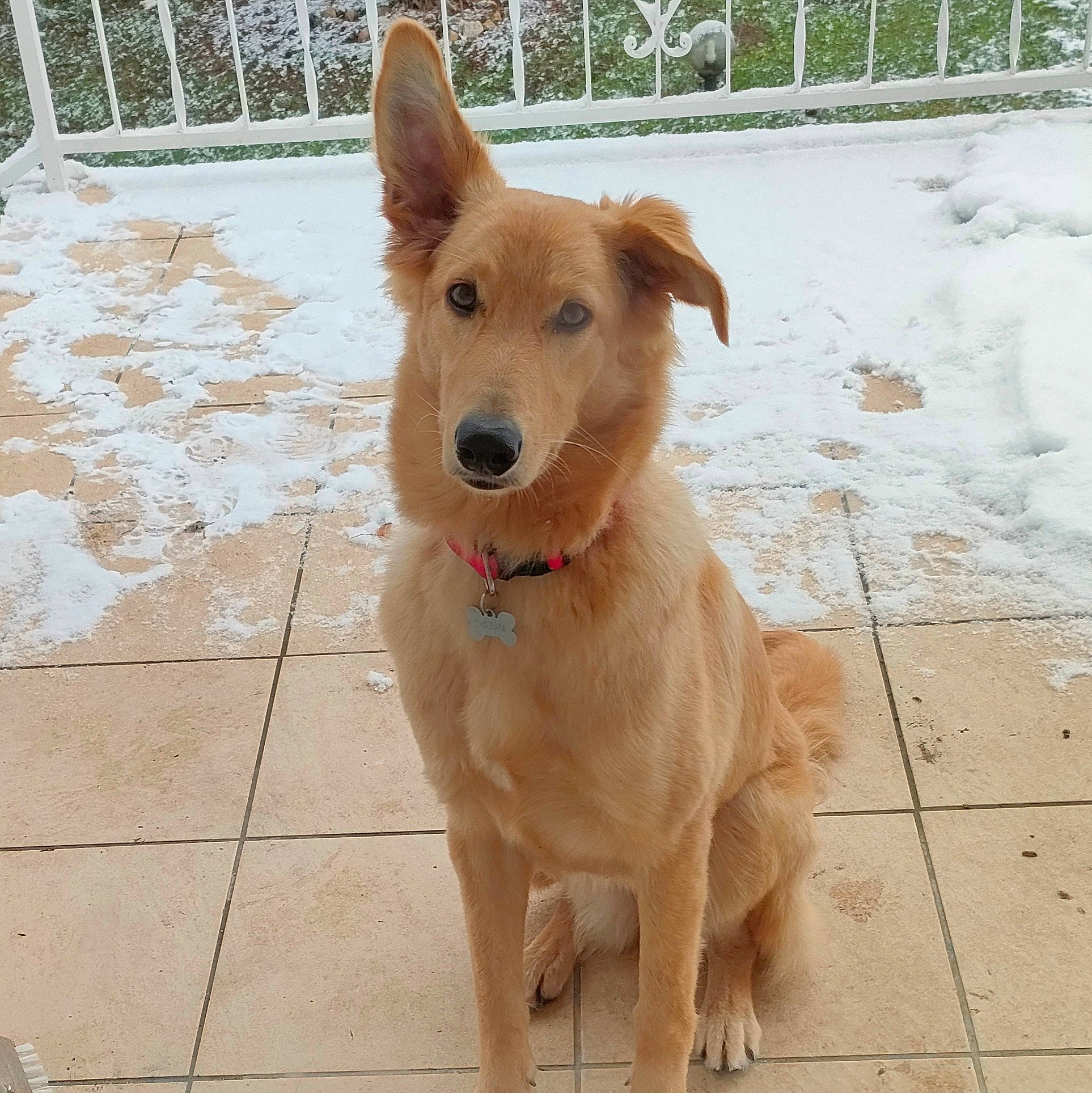 Choubaka participe au concours pour gagner de l'argent avec cette photo : canidae, carnivore, collar, companion_dog, dog, dog_breed, dog_collar, dog_supply, fawn, fence, firefighter, flooring, liver, paw, pet_supply, snout, sporting_group, street_dog, tail, working_animal