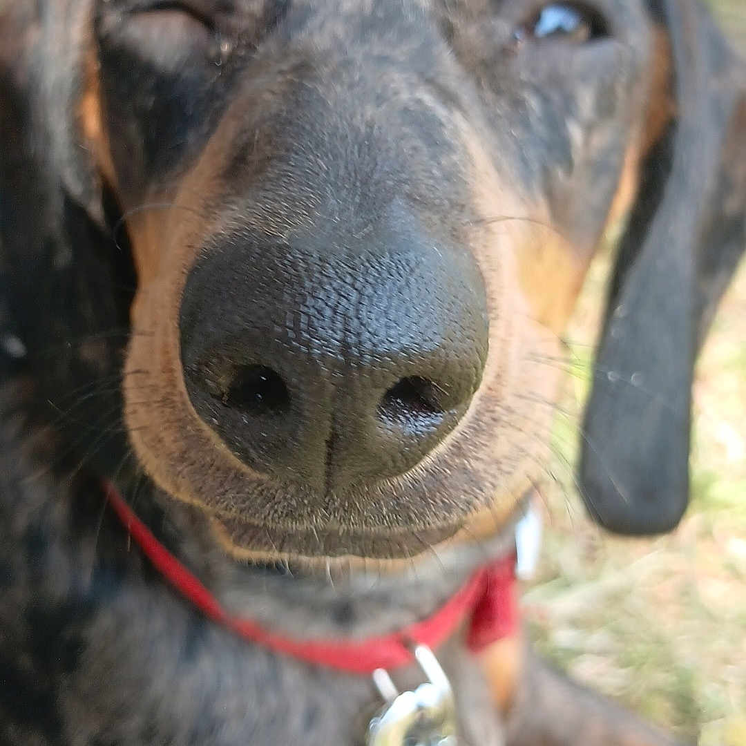 Noisette a rejoint le concours — aidez-le/la à gagner de superbes lots ! dog, close_up, winking, nose, collar, outdoor, grass, pet, animal, black, brown, happy, playful, fur, canine, tongue_hidden, ears, portrait, summer, sunlight
