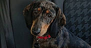 Noisette a rejoint le concours — aidez-le/la à gagner de superbes lots ! dog, dachshund, brindle_coat, pet, car_interior, backseat, seatbelt, headrest, collar, tag, animal, canine, sitting, looking_up, indoor, window, seat, leather, black, brown