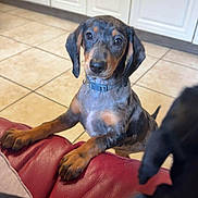 Noisette a rejoint le concours — aidez-le/la à gagner de superbes lots ! dog, puppy, dachshund, dappled_coat, indoor, kitchen, tile_floor, red_couch, pet, animal, curious, looking, domestic, two_dogs, collar, furniture, home, young_dog, canine, companion