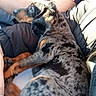 Noisette a rejoint le concours — aidez-le/la à gagner de superbes lots ! puppy, dog, spotted_coat, lap, car_interior, person, red_shirt, sunlight, seatbelt, snuggling, resting, close_up, animal, pet, domestic_animal, warm_light, human_arm, casual_clothing, travel, companion