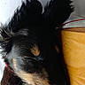 dog, sleeping, close_up, black_and_tan, ears, nose, wood, fur, resting, pet, domestic_animal, animal, cozy, indoor, relaxation, cute, muzzle, whiskers, collar, peaceful