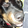 dog, sleeping, close_up, tongue_out, black_and_tan, fur, nose, whiskers, pet, cozy, resting, snuggle, animal, cute, collar, indoor, portrait, relaxation, face, paw
