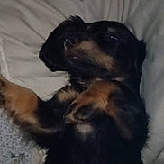 Cacahuète participe au concours pour gagner de l'argent avec cette photo : dog, sleeping, bed, pet, canine, fur, black, brown, cozy, relaxed, indoor, animal, paw, resting, cute, mammal, lying_down, home, companion, domestic