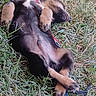 dog, puppy, grass, outdoor, leash, sleeping, relaxed, animal, pet, fur, black, brown, small, nature, sunlight, resting, cute, canine, collar, paw