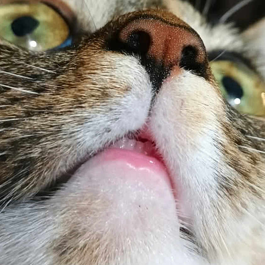 Luna Bug Rose
