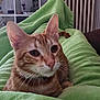 Leïa a rejoint le concours — aidez-le/la à gagner de superbes lots ! animal, bed, bedroom, blanket, cat, computerhardware, couch, cushion, electronics, furniture, hardware, head, indoors, monitor, person, pet, plant, room, screen, tv