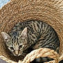 abyssinian, animal, art, basket, cat, homedecor, kitten, linen, manx, person, pet, sleeping