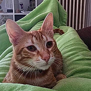 Grogu a rejoint le concours — aidez-le/la à gagner de superbes lots ! animal, bed, bedroom, blanket, cat, computerhardware, couch, cushion, electronics, furniture, hardware, head, indoors, monitor, person, pet, plant, room, screen, tv