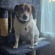 Naya participe au concours pour gagner de l'argent avec cette photo : animal, architecture, beagle, building, bulldog, canine, cushion, dog, face, furniture, homedecor, hound, indoors, interiordesign, linen, outdoors, pet, puppy, shelter, window
