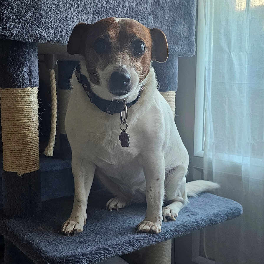 Naya