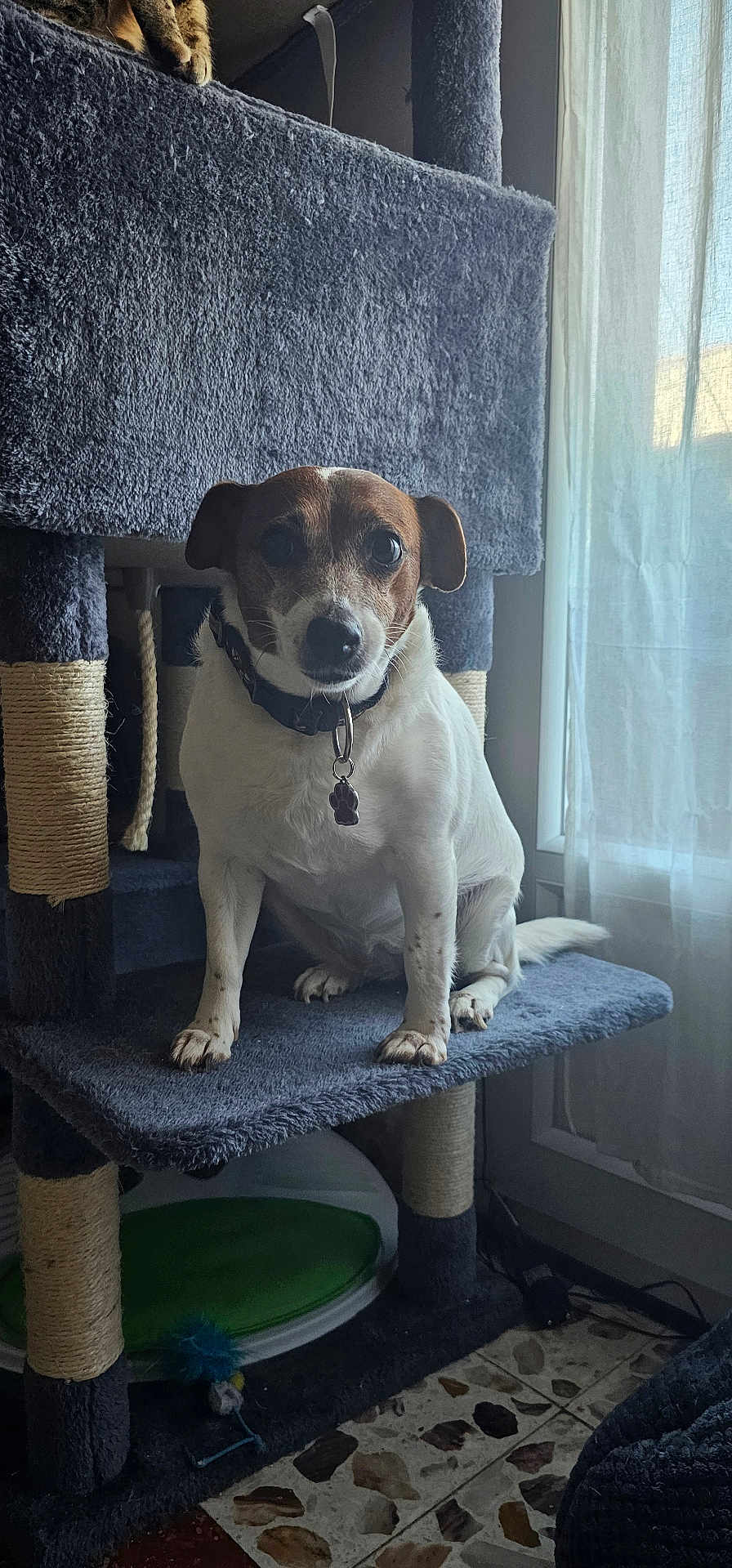 Naya