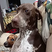 Pax a rejoint le concours — aidez-le/la à gagner de superbes lots ! dog, indoor, couch, pet, animal, brown, spotted, sitting, furniture, blanket, household, relaxed, looking, companion, cozy, domestic, two_dogs, canine, portrait, home